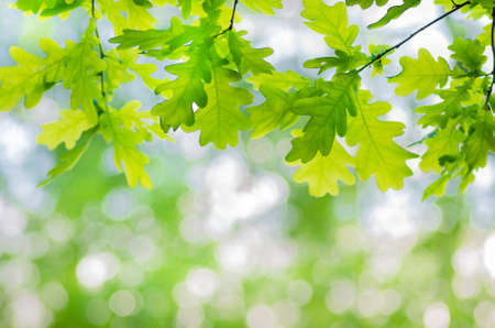 Oak leaves on a tree branch in the forestの写真素材