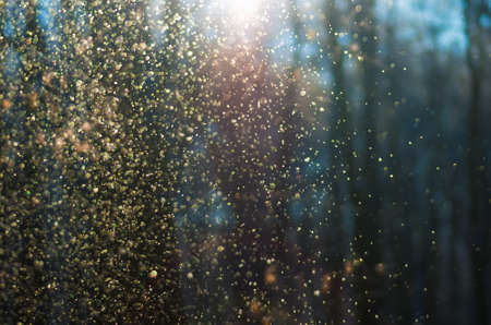 Flying magical snow in the forest at sunset before Christmas, defocused backgroundの写真素材