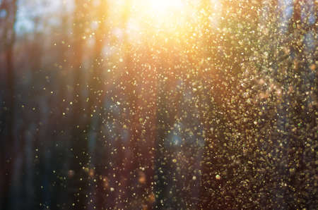 Flying magical snow in the forest at sunset before Christmas, defocused backgroundの写真素材