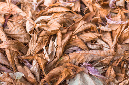 Background of dry fallen autumn multi-colored leaves