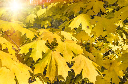 Maple yellow leaves on the branches of trees in autumnの写真素材