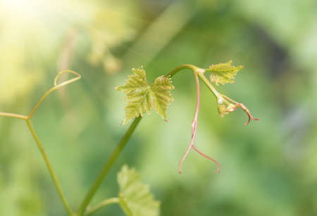 growing young tender shoots and leaves of vine in spring