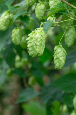 Growing on the branch cones green hops grown for brewing beer, and bread as well as a seasoning for...