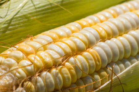 Grains of ripe fresh organic corn of the new harvest gathered in ecologically clean area of the...
