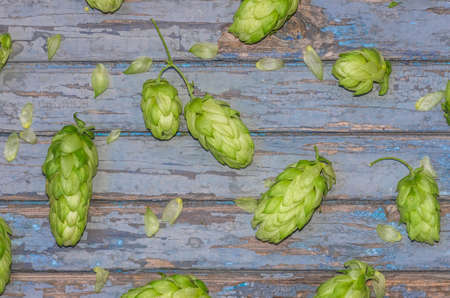 Cones Green ripe hops prepared for brewing beer , close, backgroundの写真素材