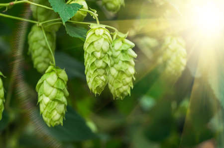 Growing on the branch cones green hops grown for brewing beer, and bread as well as a seasoning for foodの写真素材