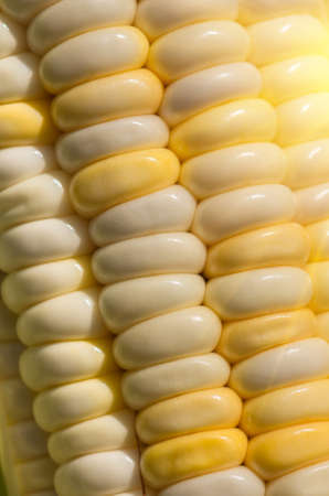 Grains of ripe fresh organic corn of the new harvest gathered in ecologically clean area of the country, close, backgroundの写真素材