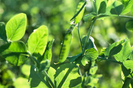 ripe green pea pods, stems, leaves, early in the morning, close-up on the field. Food concept and...