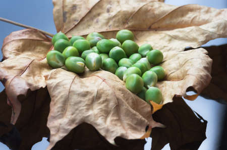 Ripe fruits fresh organic green peas lying on the dry yellow leaves close-up. The concept of food and agricultural background.の写真素材