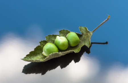 Ripe fresh organic green peas lying on the leaves close-up. The concept of food and agricultural background.の写真素材