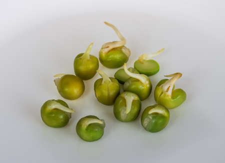 Sprouted green peas with reflection on a gray background. Food concept and agriculture.の写真素材