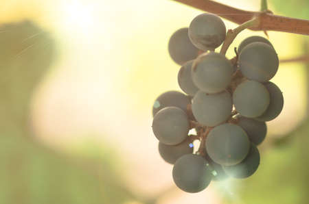 ripe grapes on the vine intended for the production of wine and food, agricultural backgroundの写真素材