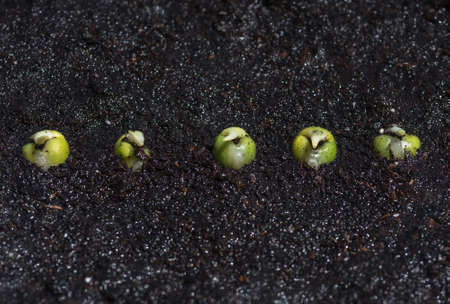 Seeds of green pea sprout in the ground, close-up. Concept agriculture background.の写真素材