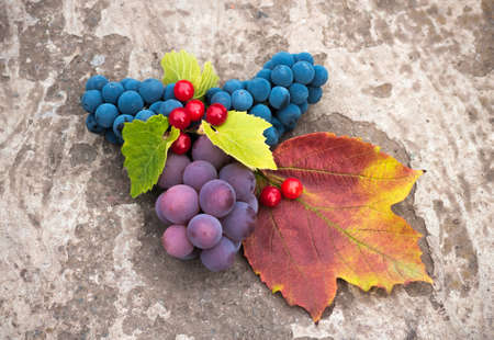 ripe grapes and viburnum intended for the production of wine and food, agricultural backgroundの写真素材