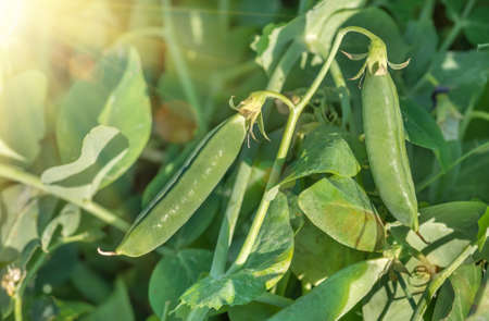 ripe green pea pods, stems, leaves, early in the morning, close-up on the field. Food concept and...