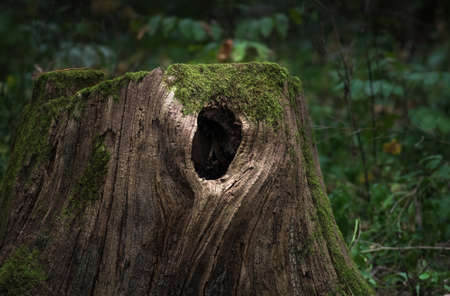 Huge old stump overgrown with moss, with a hollow, located in a large forest, close, Backgroundの写真素材