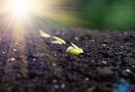 Seeds of green pea sprout in the ground, close-up. Concept agriculture background.の写真素材