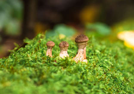 Agaric honey fungus in natural environment in the mossの写真素材