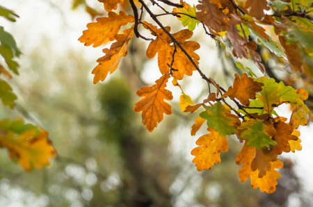 oak yellow and green leaves on the branches of trees in autumnの写真素材