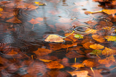 yellow, fallen from the tree, a dry leaf floating on the waterの写真素材