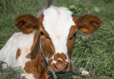 young calf in white and brown spotted resting in a meadow of green grass