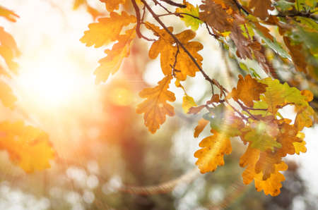 oak yellow and green leaves on the branches of trees in autumnの写真素材