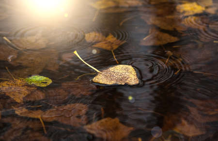 yellow, fallen from the tree, a dry leaf floating on the waterの写真素材