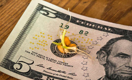 germinating grain environmentally friendly organic wheat lying on the banknote of five dollars ready for sale as a healthy diet as well as for the energy drinks preparation of malt, beer, close-upの写真素材
