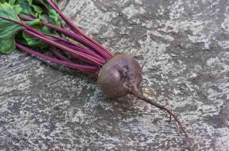 fresh, ripe, organic roots beet assembled into garden. agriculture backgroundの写真素材