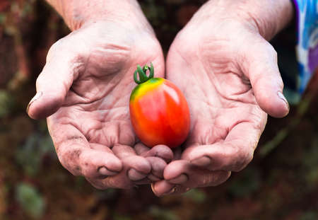 Farmers old labour hands with freshly harvested closeup tomato. Tomato harvest. Agriculture backgroundの写真素材