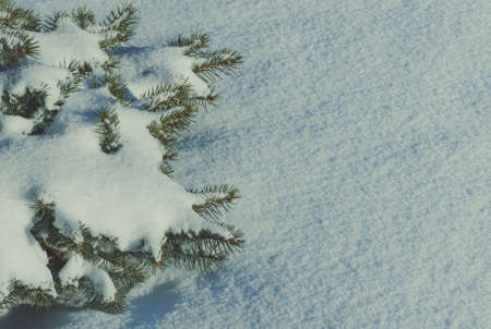 Branch conifer fir trees in the snow. Winter background.の写真素材