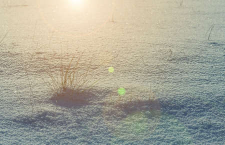 Bush dry grass in the snow. Winter background.の写真素材