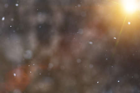 Flying magical snow in the forest at sunset before Christmas, defocused background