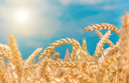 gold ears of wheat against the blue sky soft focus, closeup, agriculture background