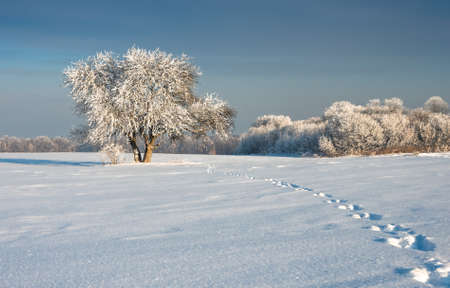 solitary tree in a field covered with snow on the background of a winter forest and sky, winter backgroundの写真素材
