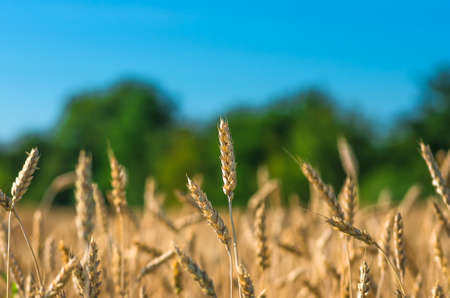 gold ears of wheat against the forest and blue sky soft focus, closeup, agriculture backgroundの写真素材