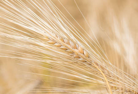 organic golden ripe ears of wheat in field, soft focus, closeup, agriculture backgroundの写真素材