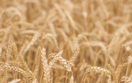 organic golden ripe ears of wheat in field, soft focus, closeup, agriculture background