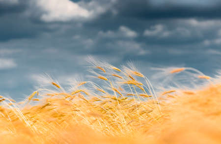 gold ears of wheat in a field on a background of a stormy sky soft focus, agriculture background