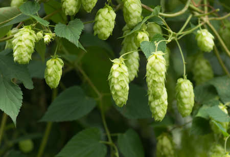 Growing on the branch cones green hops grown for brewing beer, and bread as well as a seasoning for...