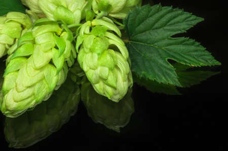 Green hop cones on a dark background grown for brewing beer, and bread as well as a seasoning for foodの写真素材