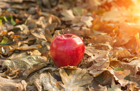 red apple lying on the ground in the dry autumn leaves agriculture backgroundの写真素材