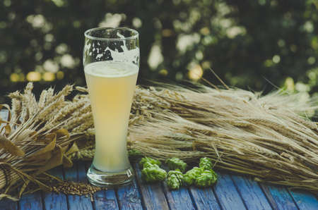 large glass of light unfiltered beer, malt, hops, barley ears standing on an old wooden table dyeing, natural backgroundの写真素材