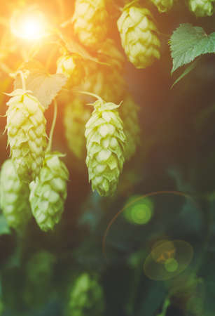Growing on the branch cones green hops grown for brewing beer, and bread as well as a seasoning for...