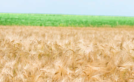 organic golden ripe ears of wheat in field, soft focus, closeup, agriculture backgroundの写真素材