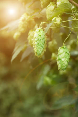 Growing on the branch cones green hops grown for brewing beer, and bread as well as a seasoning for...