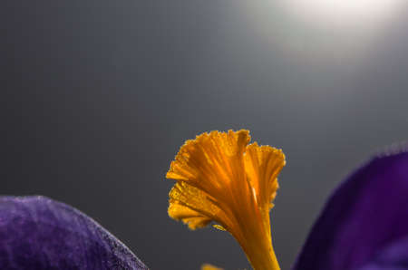 Blooming crocus flower used to make spice saffron, close-up, backgroundの写真素材