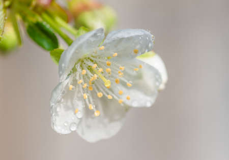 delicate cherries flower with drops of dew on the stamens and pistil, close-up, spring backgroundの写真素材