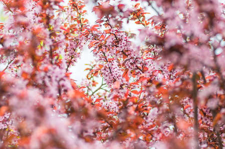 delicate flowers and young leaves of cherry wood sakura, closeup, spring backgroundの写真素材