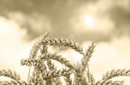 organic ripe ears of wheat in field, soft focus, closeup, agriculture backgroundの写真素材
